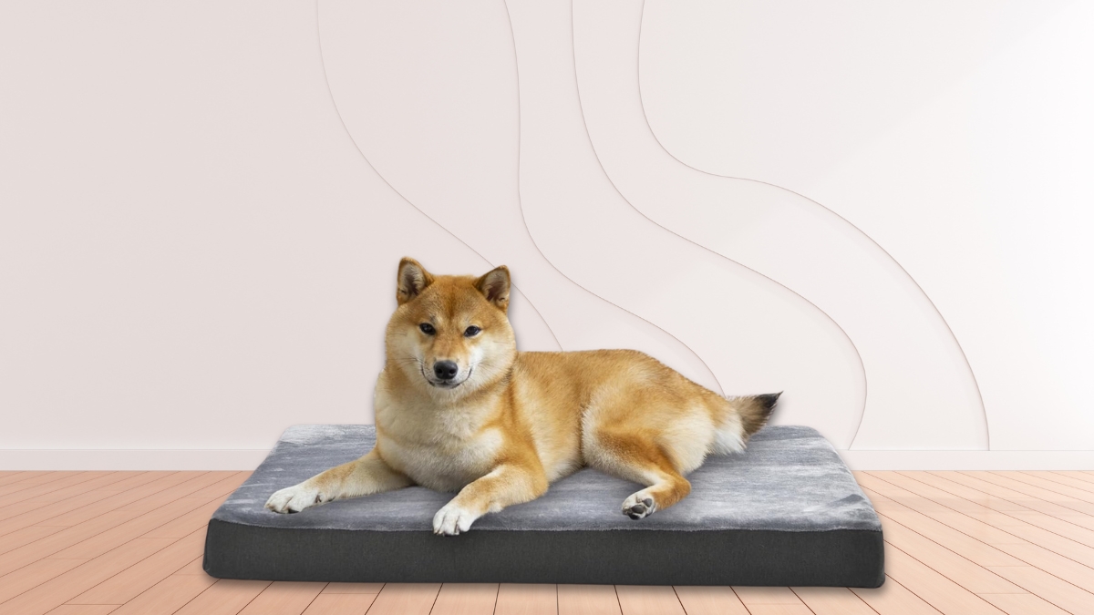 A Shiba Inu lies on a gray Amazon Basics orthopedic dog bed in a bright indoor room.