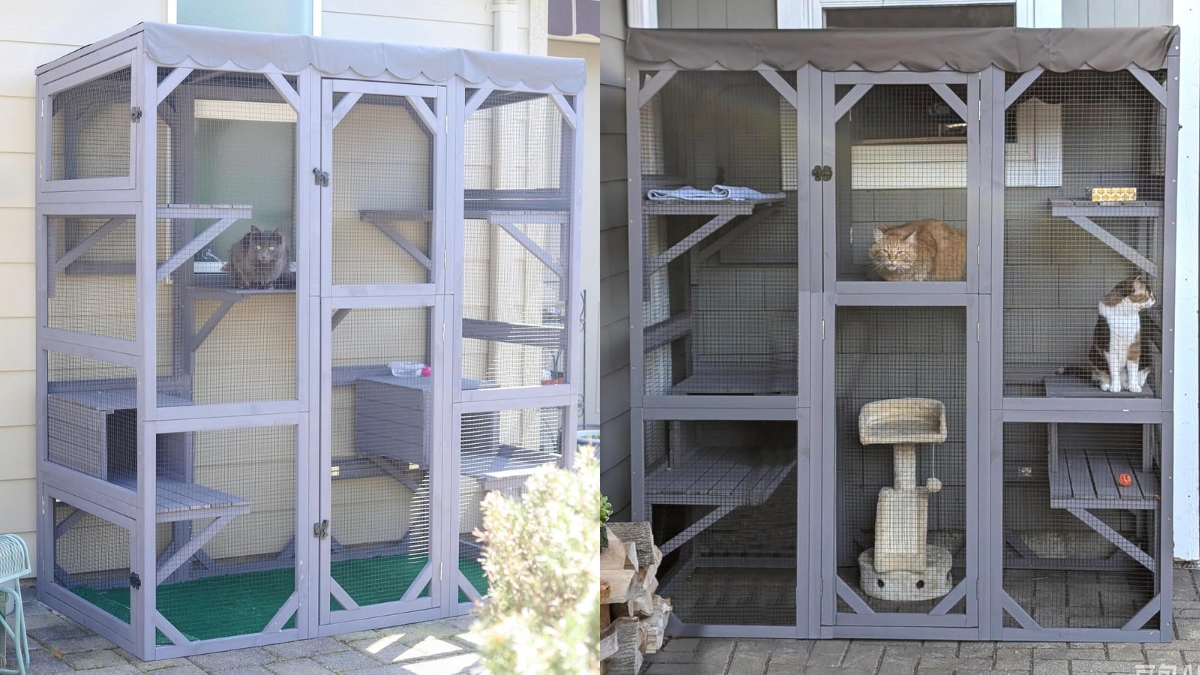 Two cats sitting inside a large wooden cat enclosure with shelves and a waterproof cat cover.