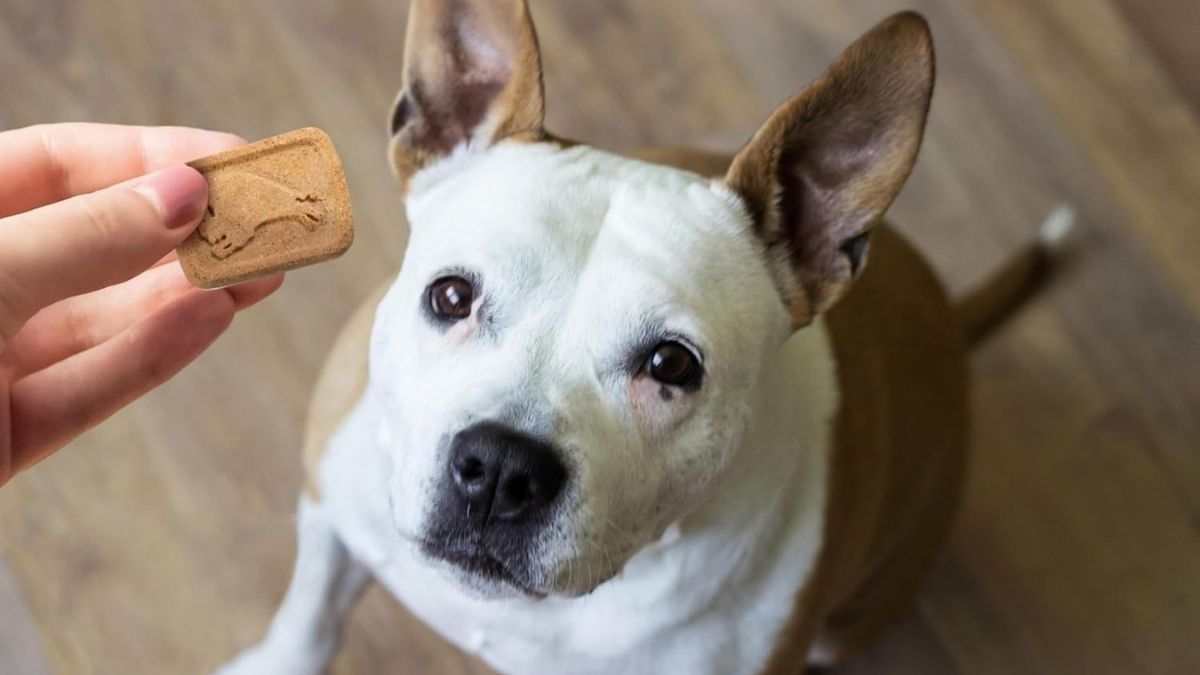 Blue Buffalo Health Bars: Apples & Yogurt Crunchy Dog Biscuits
