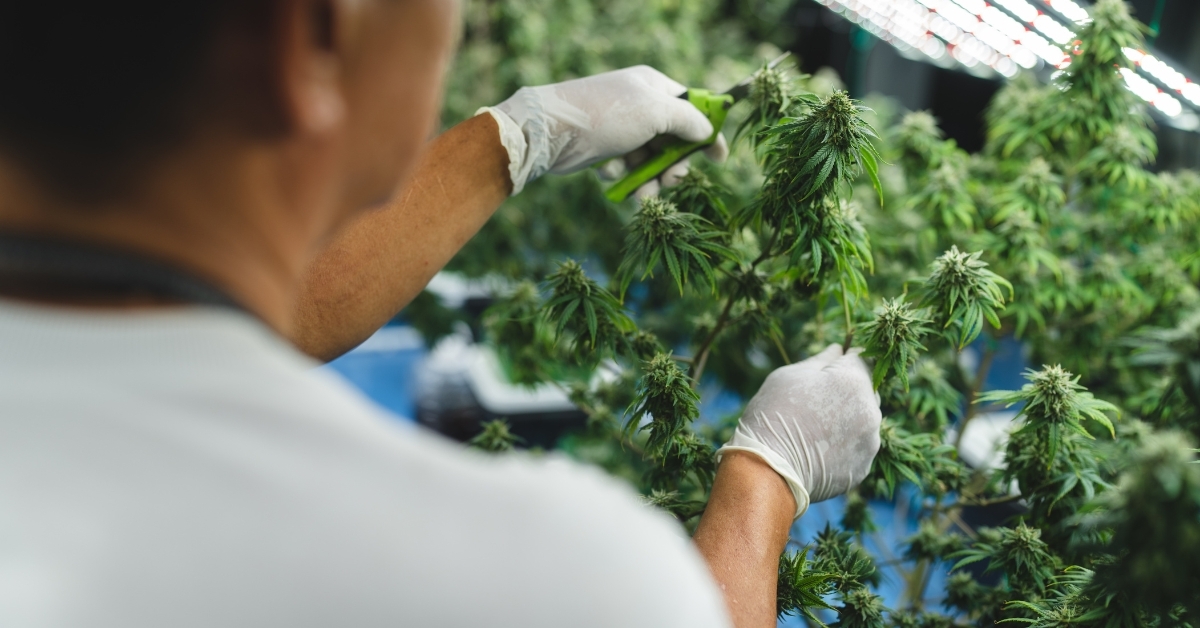 How to Buy Medical Cannabis on CanDoc Without Clinic Visits or Paperwork Stress