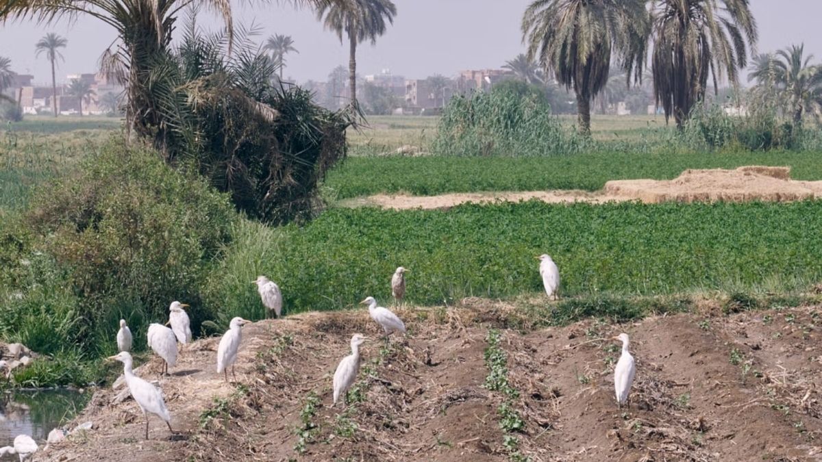 Kotn Farms: Sustainable Egyptian Cotton Farming Transforming Communities